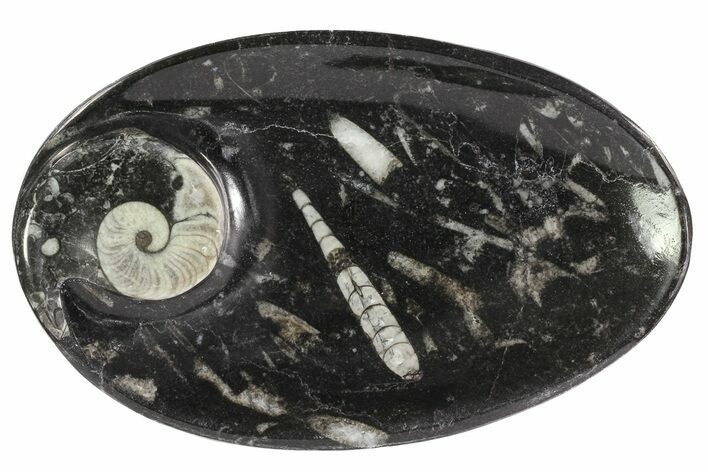 Oval Shaped Fossil Goniatite & Orthoceras Dish #73979